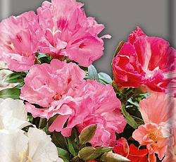 Годеция Летний рай