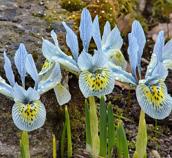 Ирис (сетчатый) - Катарина Ходжкин