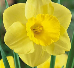 Нарцисс (крупнокорончатый) - Камелот