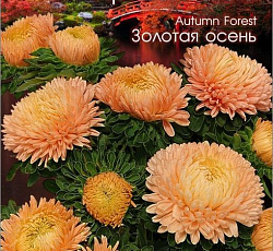 Астра китайская Хризантелла Золотая осень