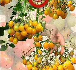 Томат Хани Рейн