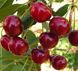 Вишня (дюк) - Чудо-вишня