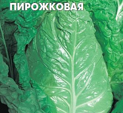 Капуста савойская Пирожковая