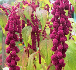 Амарант Елочная игрушка