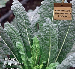 Капуста листовая Фитнес