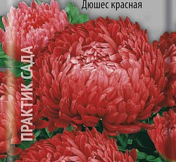 Астра Пионовидная Дюшес красная