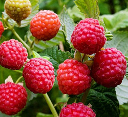 Малина (традиционная) - Столичная