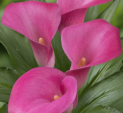 Калла - Ройал Принцесс (Патио)