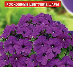 Петуния Мамбо фиолетовая F1 (многоцветковая)