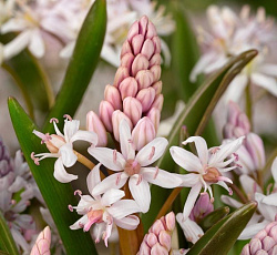 Пролеска (бифолия) - двулистная Розея