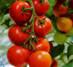 Томат Дубрава