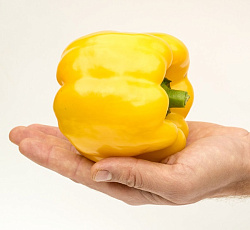 Перец сладкий Тавиньяно F1