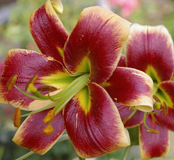 Лилия (ОТ-гибрид) - Дебби