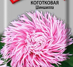 Астра Коготковая Шиншилла