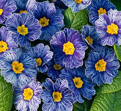 Примула (обыкновенная) - Блу Зебра (Люкс)