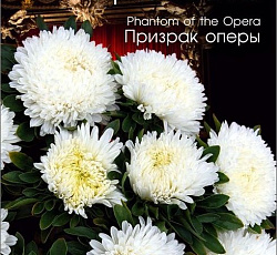 Астра китайская Хризантелла Призрак оперы