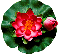 Лилия водоплавающая двойная Красная d-14см