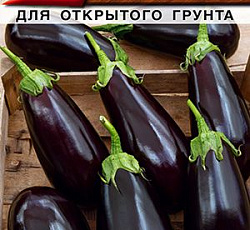 Баклажан Космос F1