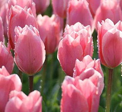 Тюльпан (Фостера) - Альберт Хейн