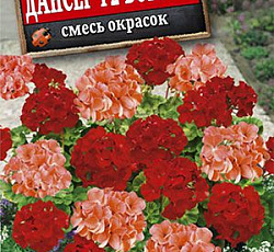 Пеларгония зональная Дансер F2 Ворвик (смесь окрасок)