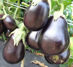 Баклажан Щелкунчик F1