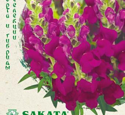 Антирринум (Львиный зев) Флорал Шауэрс лиловый