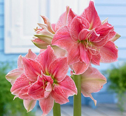 Амариллис (махровый) - Свит Нимф (Люкс)