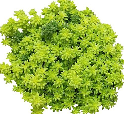 Очиток (Седум)