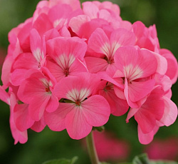 Пеларгония зональная Люстра Дип Роуз