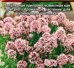 Душица (орегано) обыкновенная Фея