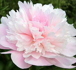 Пион (травянистый) - Алерти