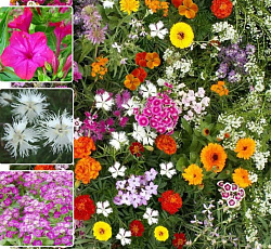 Газон цветущий "АРОМА",120 г