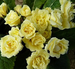 Примула (обыкновенная) - Бонёр (Люкс)