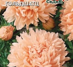 Астра Гольдшатц (пионовидная)