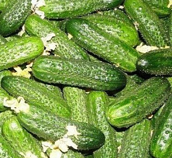 Огурец Хрустик F1