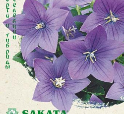 Платикодон крупноцветковый Звезда голубая F1