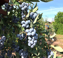 Голубика (высокорослая) - Эллиот