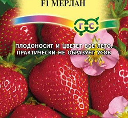 Клубника ремонтантная Мерлан F1 (земляника)