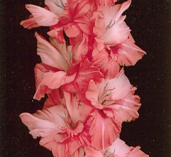 Гладиолус (Российская селекция) - Малика