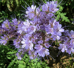 Фацелия Рязанская (медонос, сидерат) 800 г