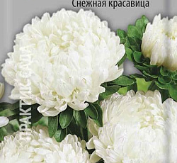 Астра Пионовидная Снежная красавица