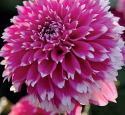 Георгина (бахромчатая) - Фаззи Ваззи