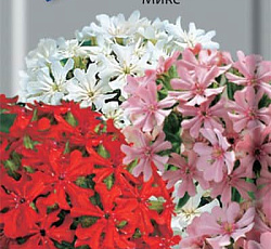 Лихнис Микс