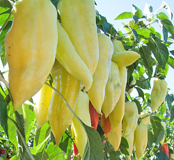 Перец сладкий Снегопад F1