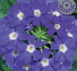 Вербена Кварц Блю