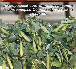 Горох Хаф Пинт