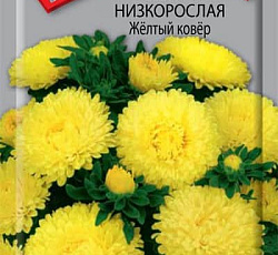 Астра Низкорослая Желтый ковер