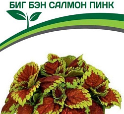 Колеус крупнолистный Биг Бэн Салмон Пинк