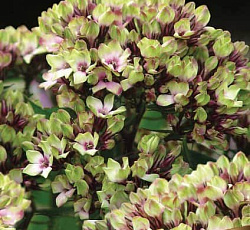 Флокс (метельчатый) - Мистик Грин (Люкс)