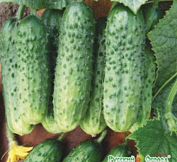 Огурец Гуляй, Россия! F1